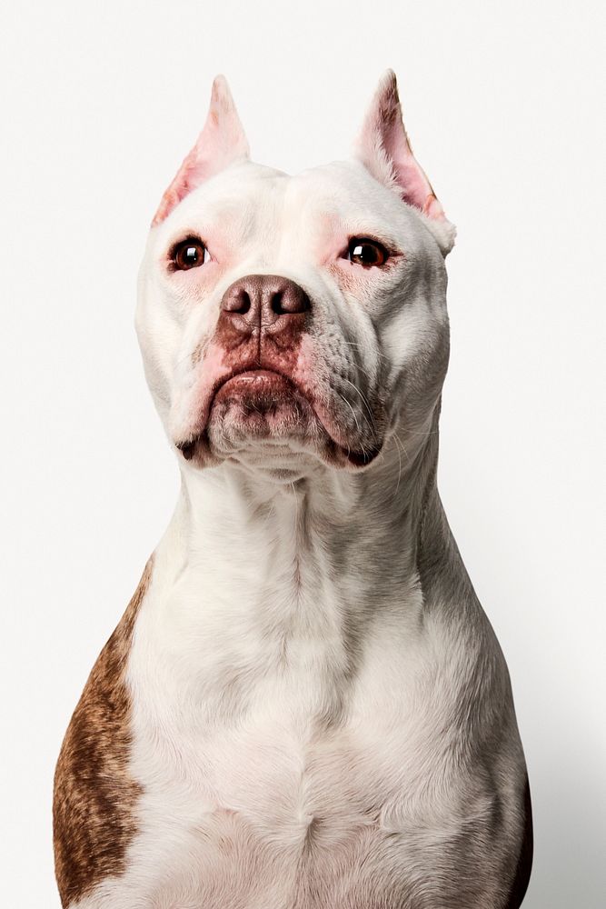 Bulldog portrait, animal collage element psd