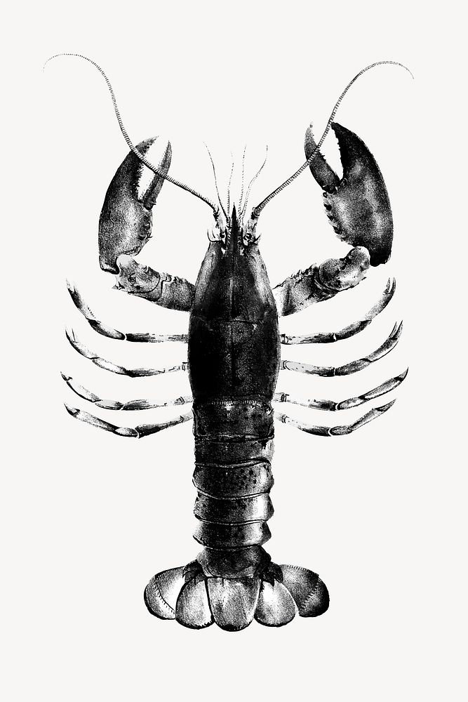 Lobster realistic illustration, black & white collage element vector