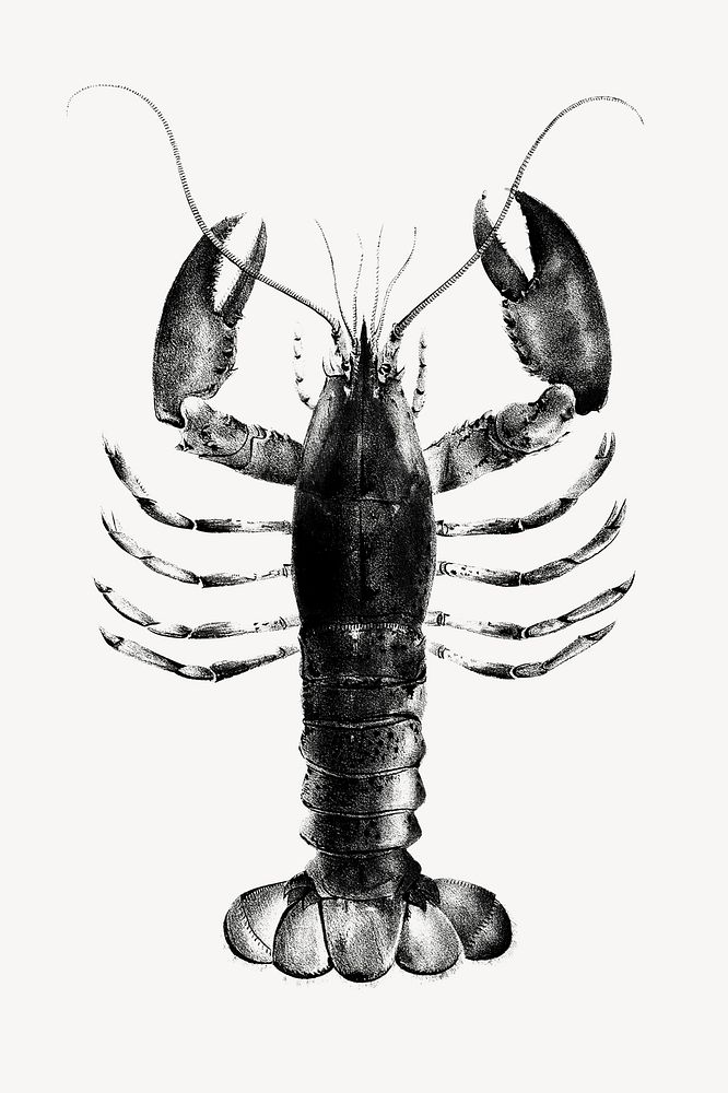 Lobster realistic illustration, black & white collage element psd