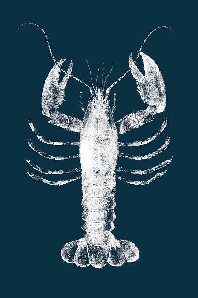 Lobster realistic illustration on blue background