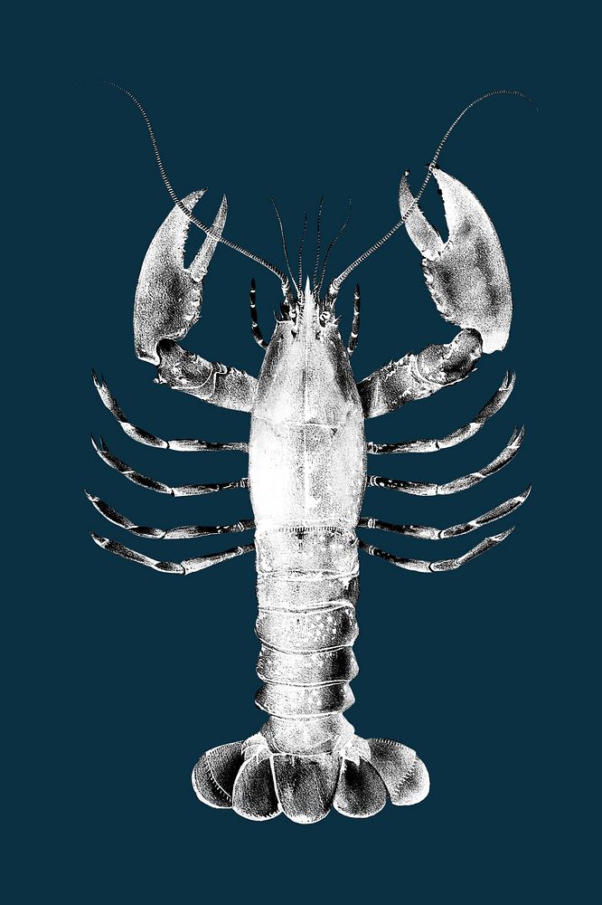 Lobster realistic illustration, negative color collage element psd