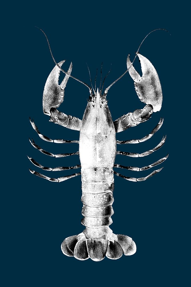 Lobster realistic illustration, negative color collage element vector