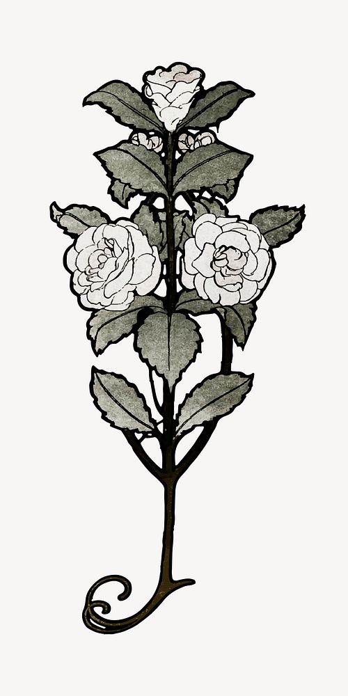 White rose illustration, vintage botanical collage element vector