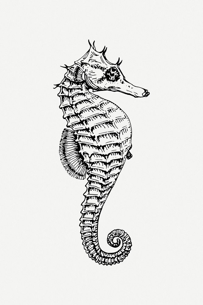 Seahorse clipart psd. Free public domain CC0 image.