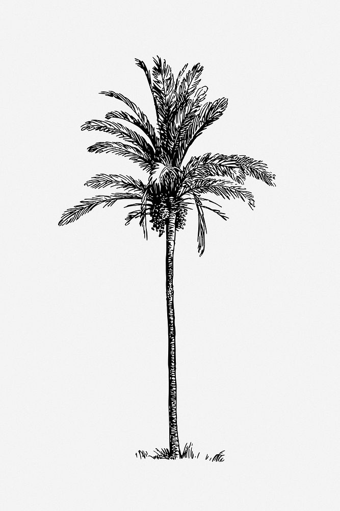 Palm tree clip art vector. Free public domain CC0 image.