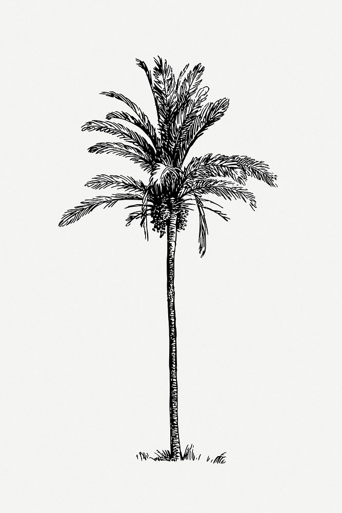 Palm tree clip art psd. Free public domain CC0 image.