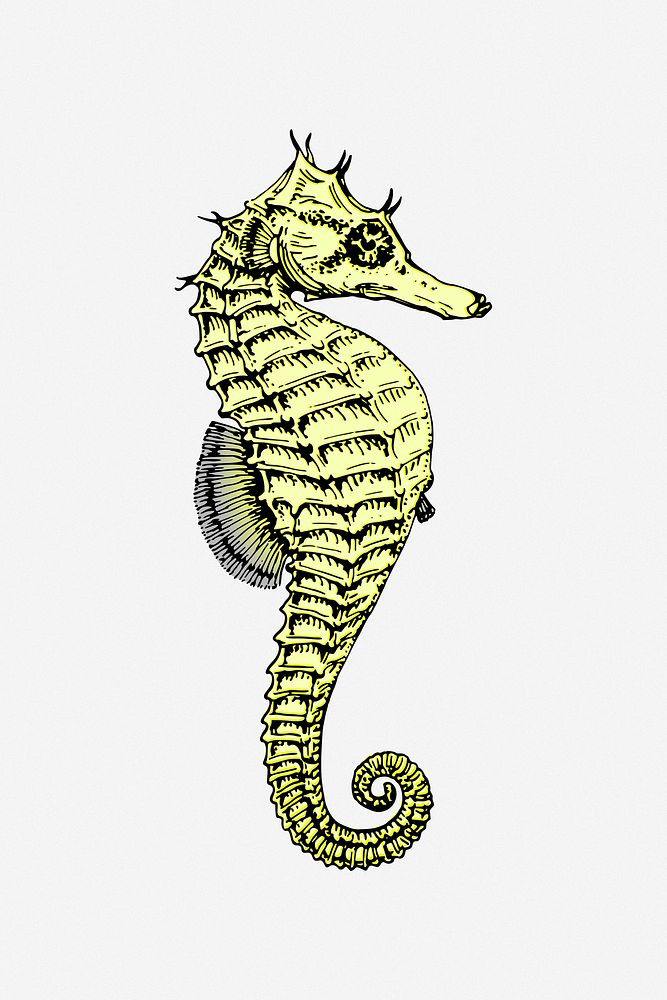 Seahorse clipart vector. Free public domain CC0 image.