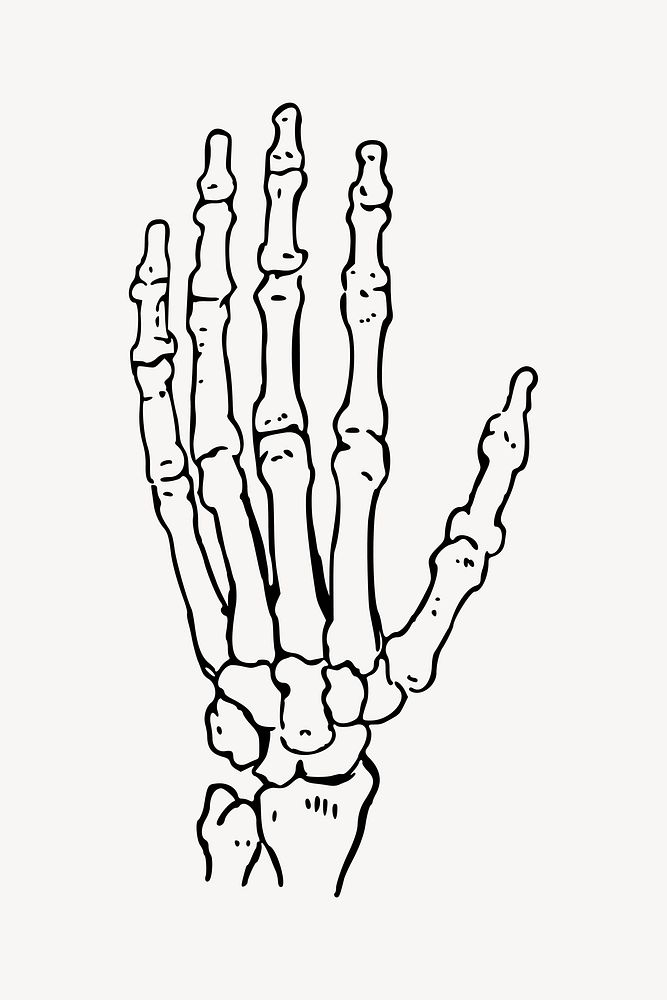 Left hand bone illustration vector. Free public domain CC0 image.