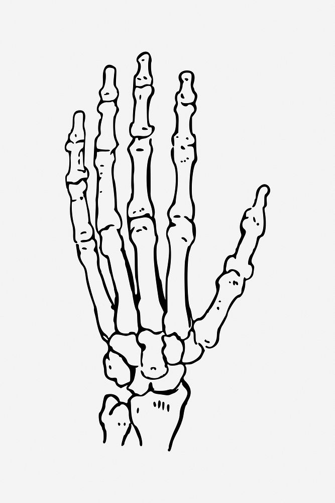Left hand bone illustration. Free public domain CC0 image.