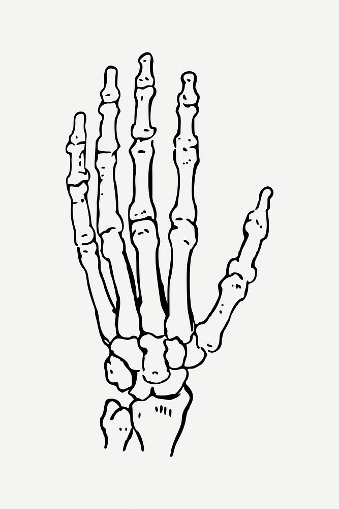 Left hand bone illustration psd. Free public domain CC0 image.