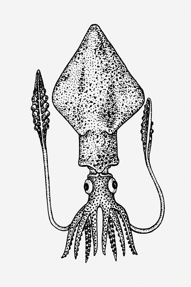 Squid illustration. Free public domain CC0 image.