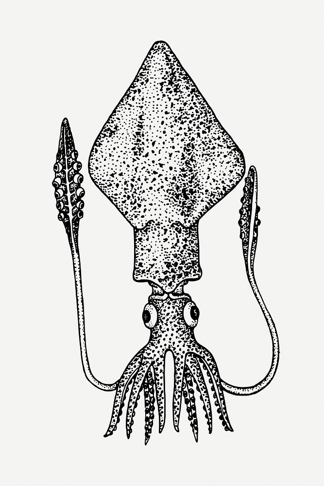 Squid illustration psd. Free public domain CC0 image.