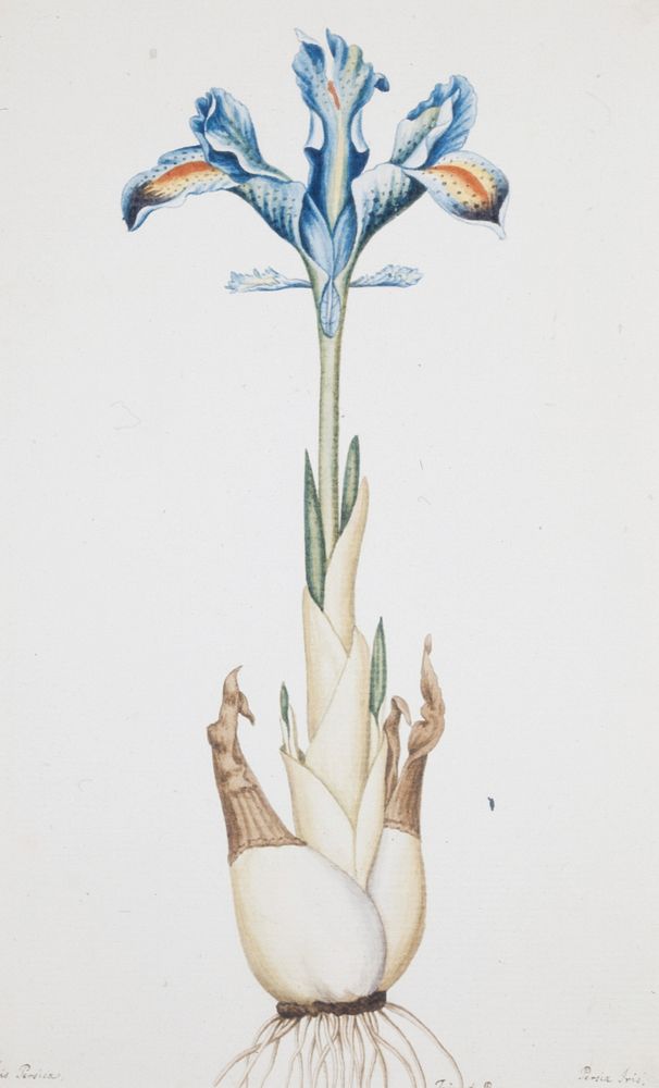 Persian Iris (Iris persica). Original from the Minneapolis Institute of Art.