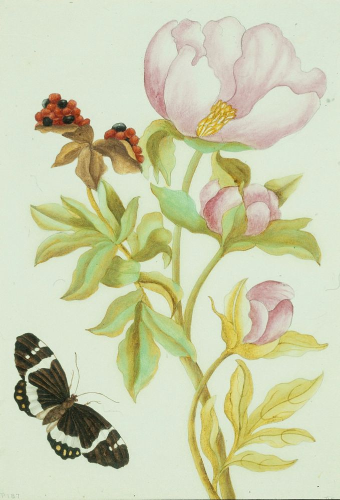 Peony and Butterfly. Original from the Minneapolis Institute of Art.