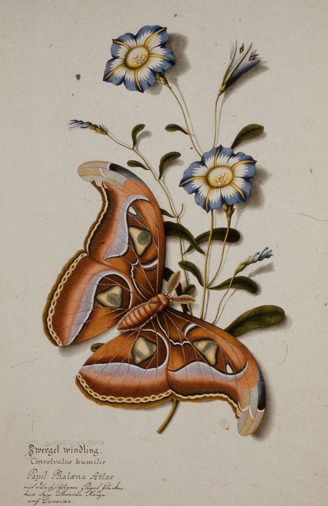 Zwergel windling. (Butterfly) Convolvulus humilis. Papil: Phaloena Atlas. (mit durchsichtigen flugel flocken von der…
