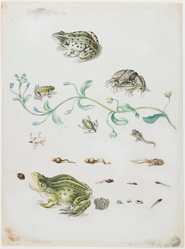 Metamorphosis of a Frog and Blue Flower. Original from the Minneapolis Institute of Art.