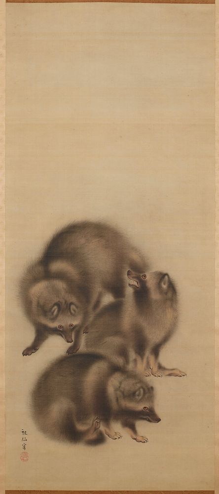 Three raccoon dogs with fuzzy fur; bottom animal is scratching; middle animal is seated, snarling; top animal is standing.…