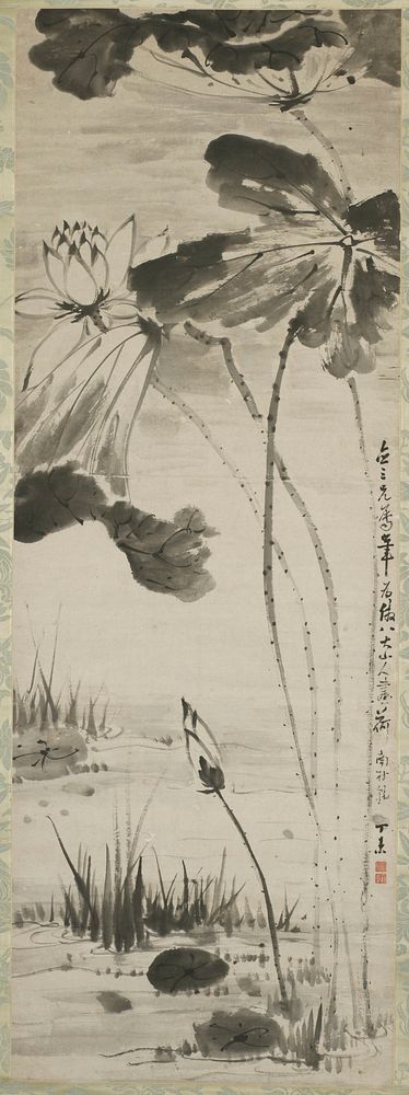lotus flowers and bud, with long, thin, spotted stems and large leaves growing in water with floating leaves and grass.…