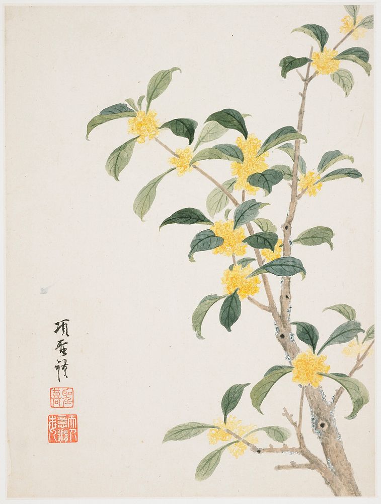 ball-shaped clusters of tiny yellow flowers on a grey branch with dark green leaves; inscription and 2 seals in LLC.…