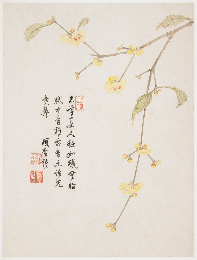 Small yellow flowers and buds, with pink centers, on a long, delicate branch; inscription and 3 seals at left. Original from…