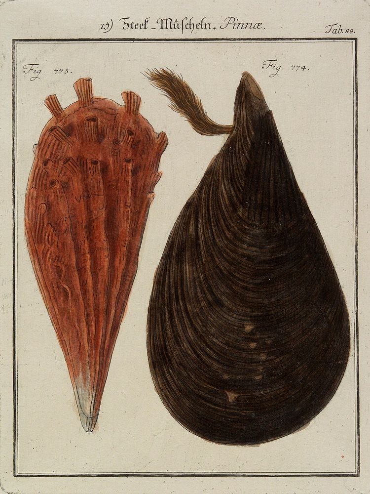 brown mussel at right, rust-reddish mussel at left, numbered "Fig. 773" and "Fig. 774". Original from the Minneapolis…