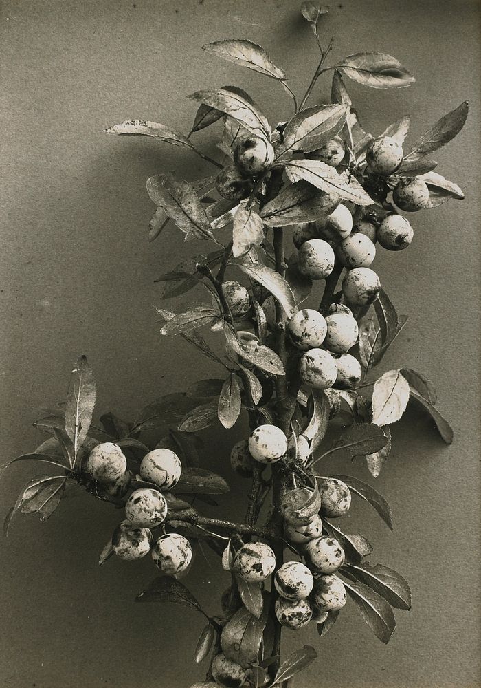 branch with leaves and round, mottled berries against a plain grey ground. Original from the Minneapolis Institute of Art.