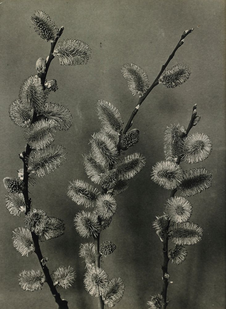 3 branches with ovoid, hairy seed pods or blossoms against a plain, grey ground. Original from the Minneapolis Institute of…