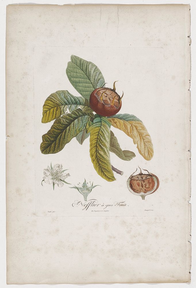 Nefflier à gros Fruit. Original from the Minneapolis Institute of Art.
