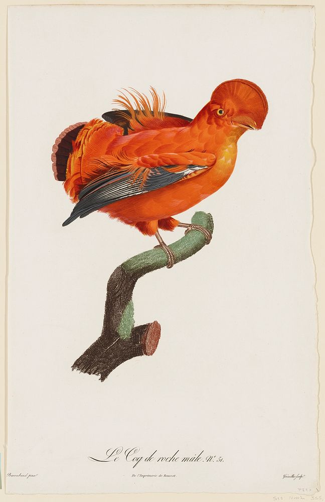 Le Coq de roche male (Male cock-of-the rock), No. 51.. Original from the Minneapolis Institute of Art.