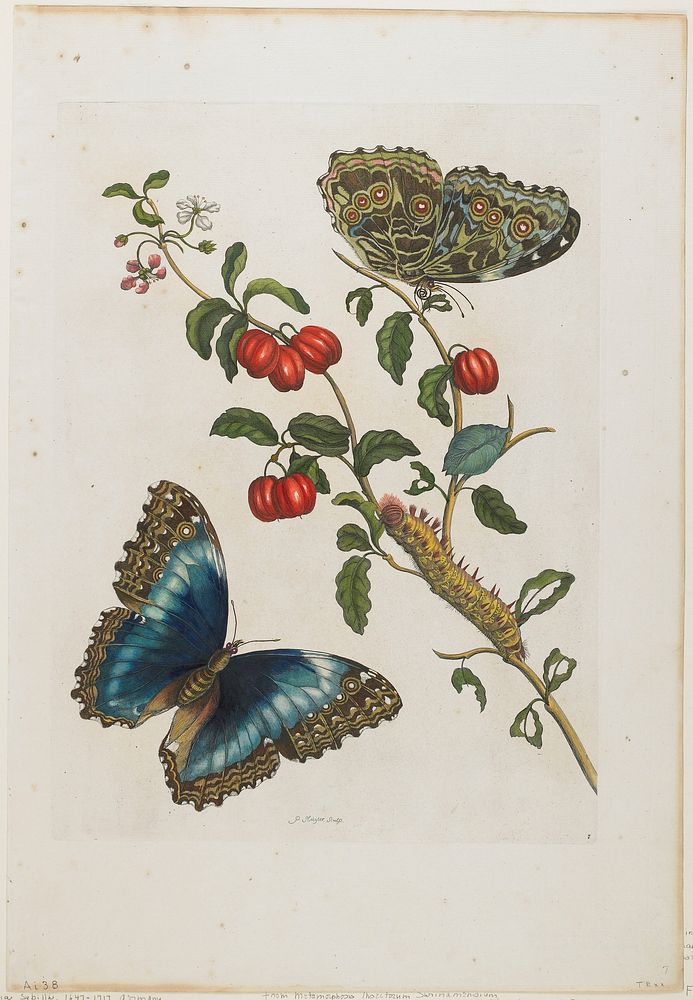 Plate 7. Original from the Minneapolis Institute of Art.