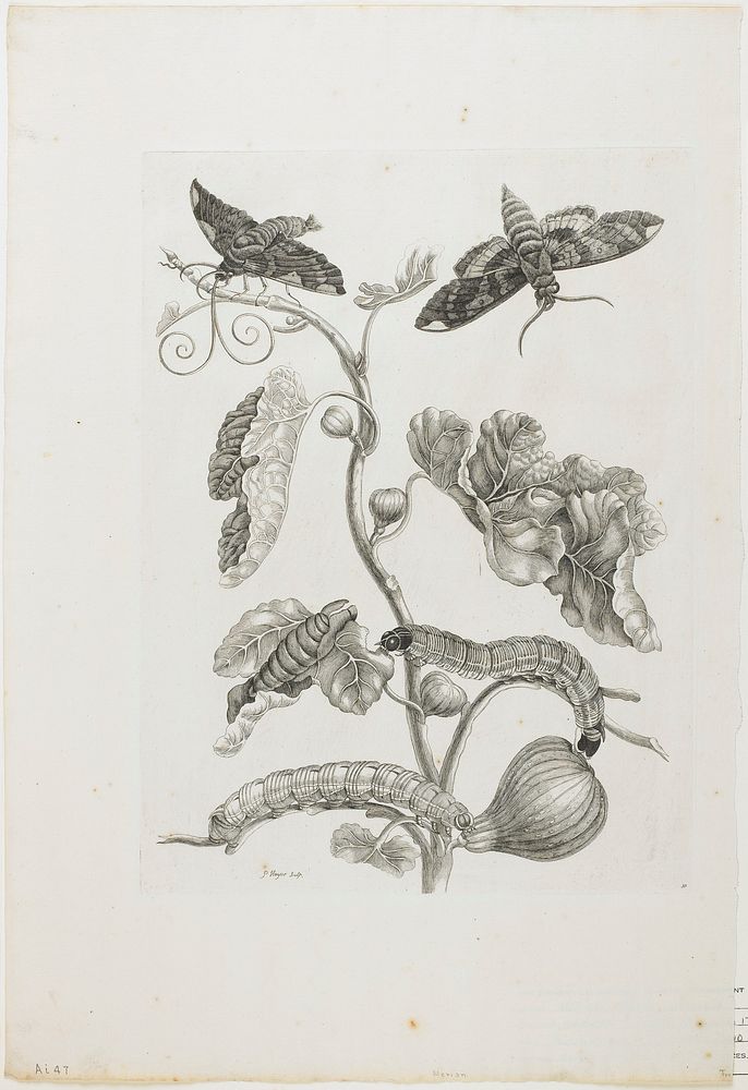 Plate 33. Original from the Minneapolis Institute of Art.