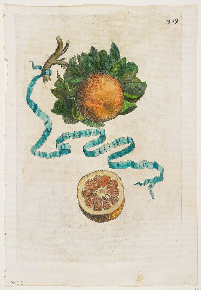 Aurantium Crispo Folio, from Hesperides. Original from the Minneapolis Institute of Art.