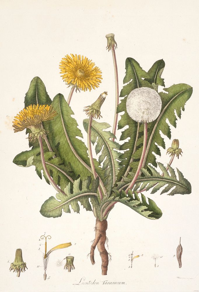 Leontoden Taraxacum from Flora Londinensis. Original from the Minneapolis Institute of Art.