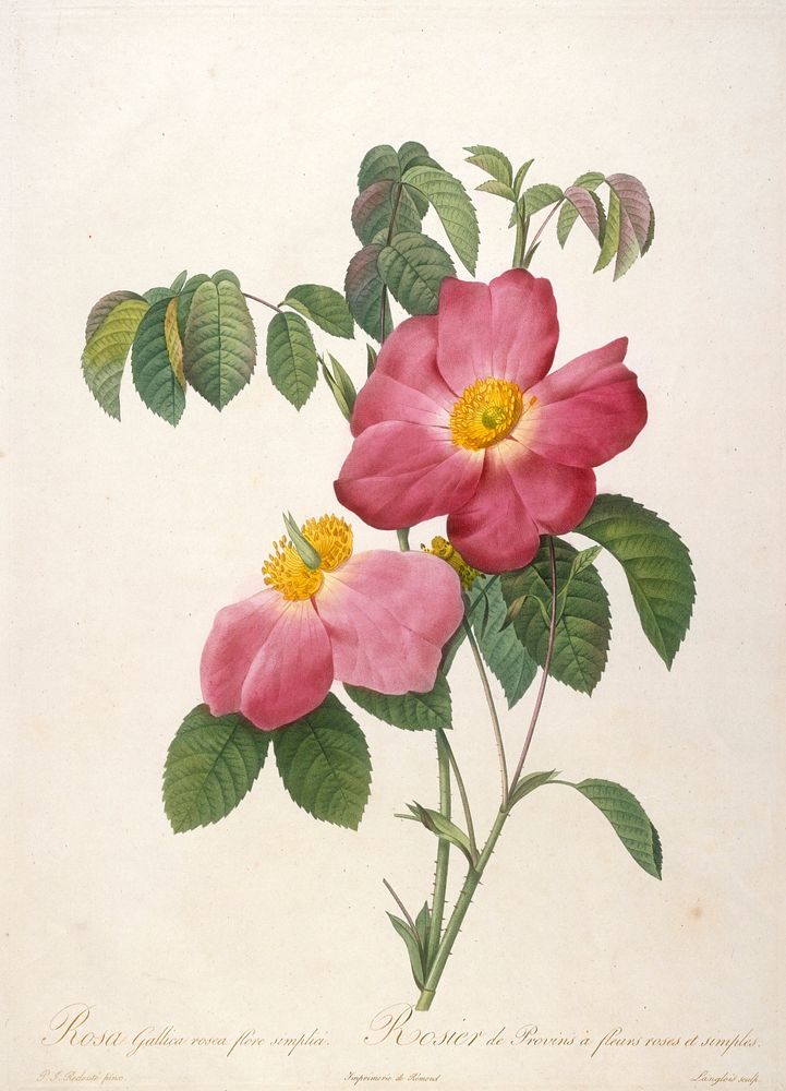 Rosier de Provinsi a fleurs roses et simples, from La Couronne Des Roses. Original from the Minneapolis Institute of Art.