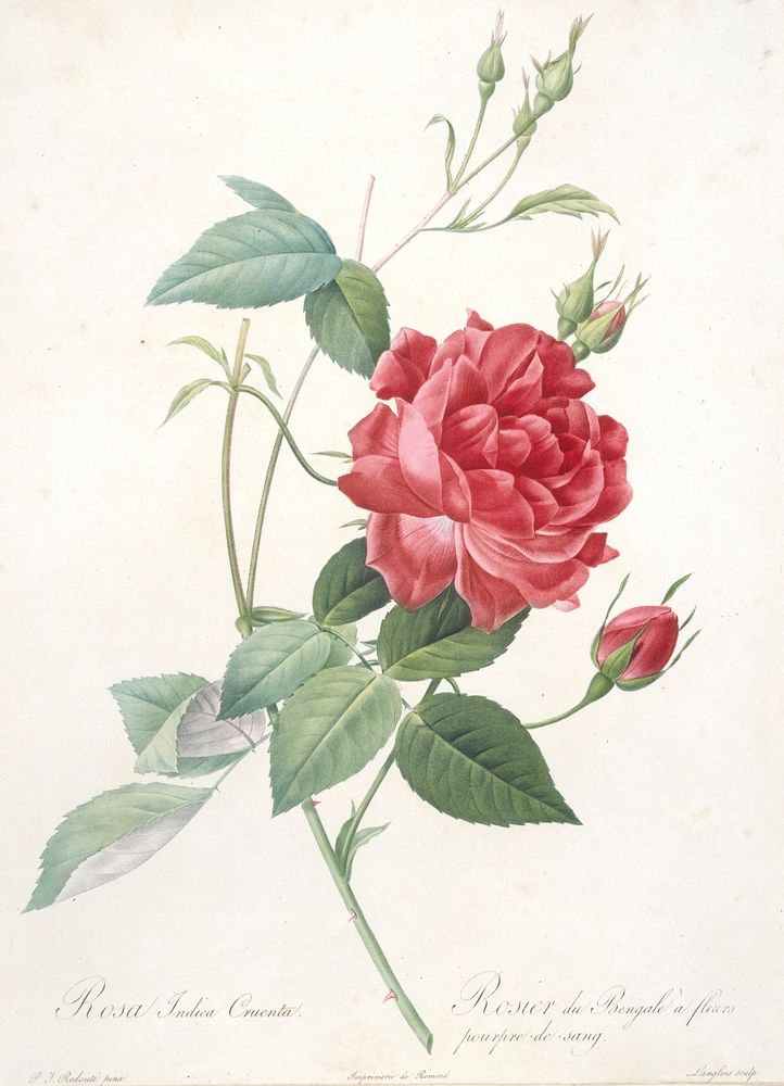 Rosa indica cruenta (Rosebush of Bengal with Crimson-of-Blood Flowers). Original from the Minneapolis Institute of Art.