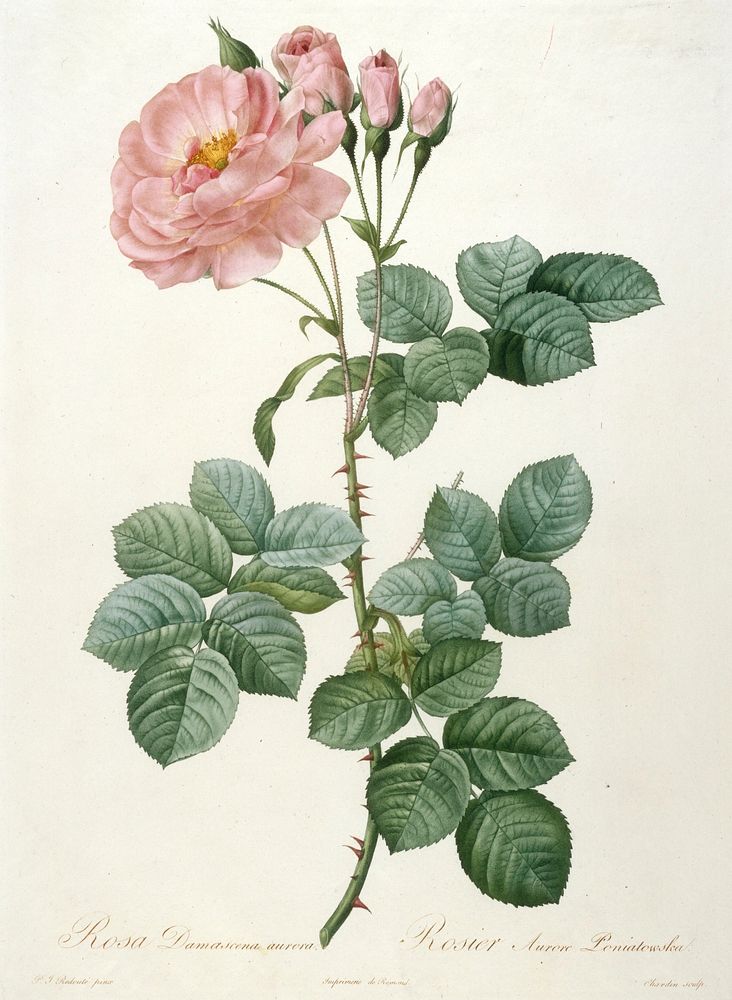 Rosier Aurore Poniatowska, from La Couronne Des Roses. Original from the Minneapolis Institute of Art.