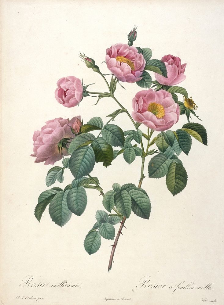 Rosier a feuilles molles, from Les Roses. Original from the Minneapolis Institute of Art.