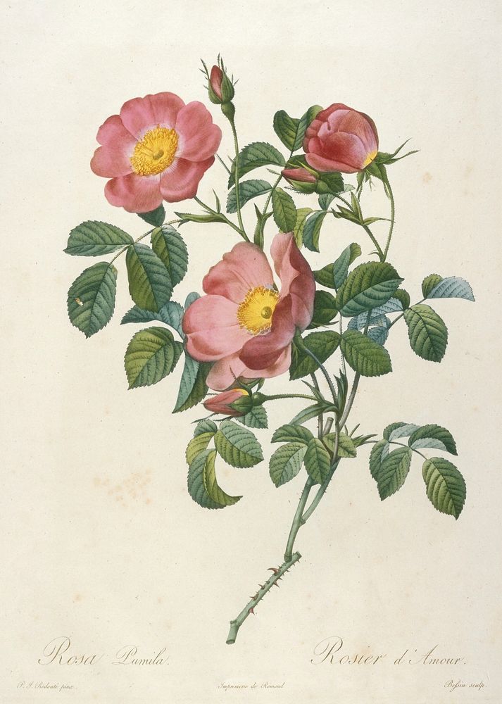 Rosier d'Amour, from La Couronne Des Roses. Original from the Minneapolis Institute of Art.