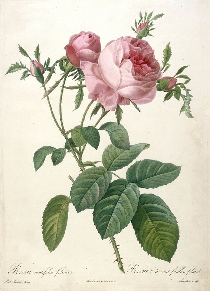 Rosier a cent feuilles, foliace, from Les Roses. Original from the Minneapolis Institute of Art.
