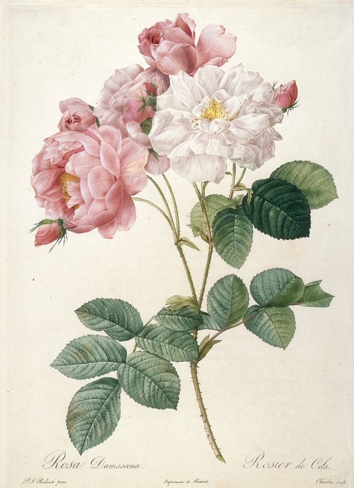 Rosier de Cels, from Les Roses. Original from the Minneapolis Institute of Art.