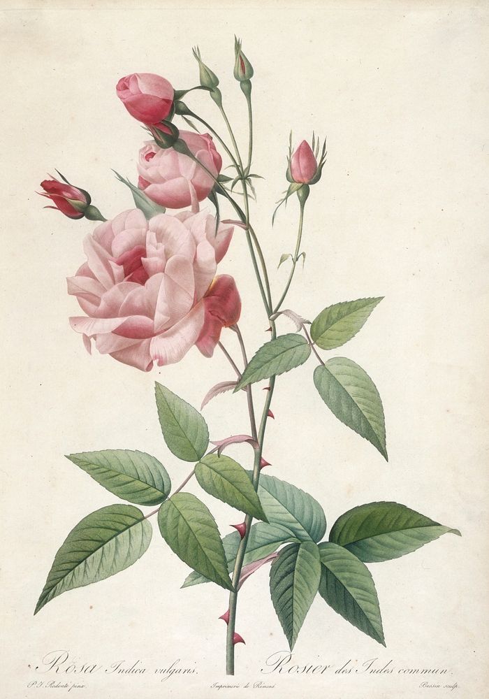 Rosier des Indes commun, from Les Roses. Original from the Minneapolis Institute of Art.