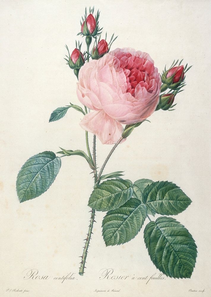 Rosier a cent feuilles, from Les Roses. Original from the Minneapolis Institute of Art.