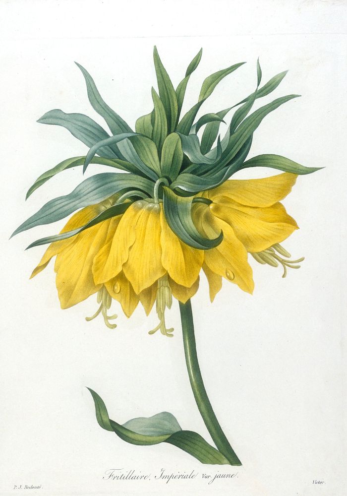 Fritillaire, Imperiale. Var. jaune, from Choix Des Plus Belle Fleurs et des Plus Beaux Fruits. Original from the Minneapolis…