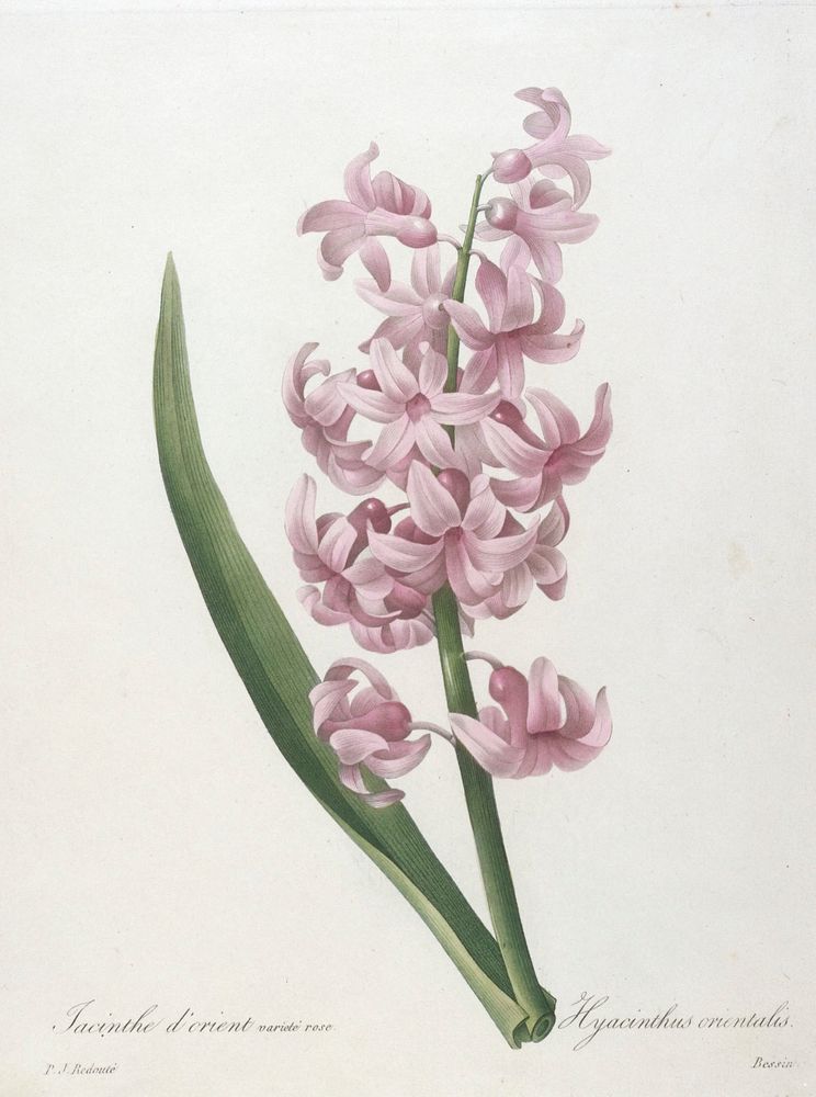 Jacinthe d'orient varité rose (Hyacinth), from Choix des Plus Belle Fleurs et des Plus Beaux Fruits. Original from the…