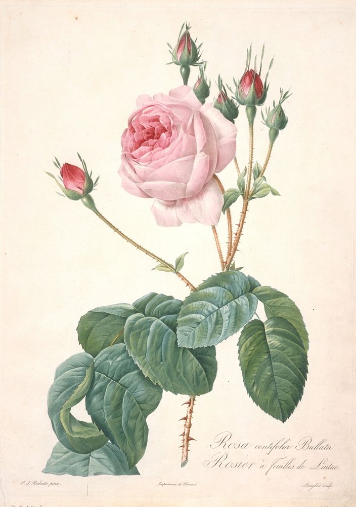 Rosier a feuilles de Laitue, from Les Roses. Original from the Minneapolis Institute of Art.
