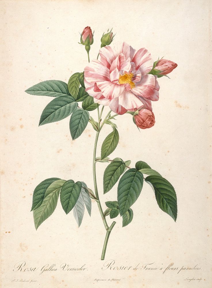 Rosier de France a fleurs panachees, from Les Roses. Original from the Minneapolis Institute of Art.