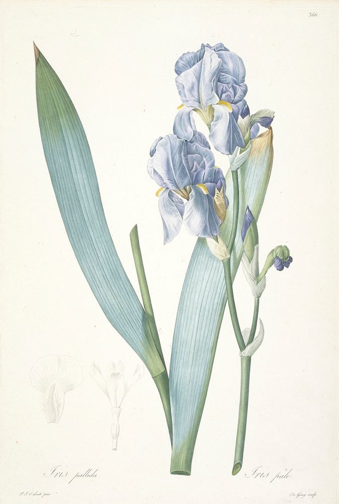 Iris Xiphium, from Choix Des Plus Belle Fleurs et des Plus Beaux Fruits. Original from the Minneapolis Institute of Art.