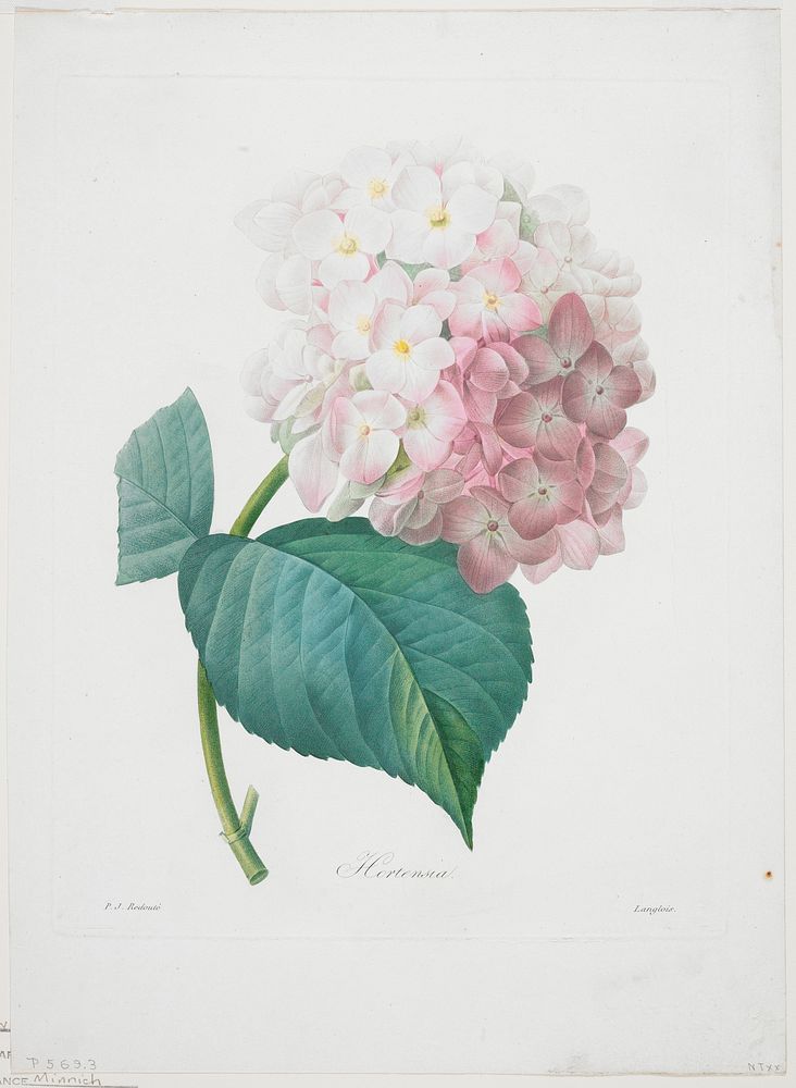 Hortensia, from Choix Des Plus Belle Fleurs et des Plus Beaux Fruits. Original from the Minneapolis Institute of Art.