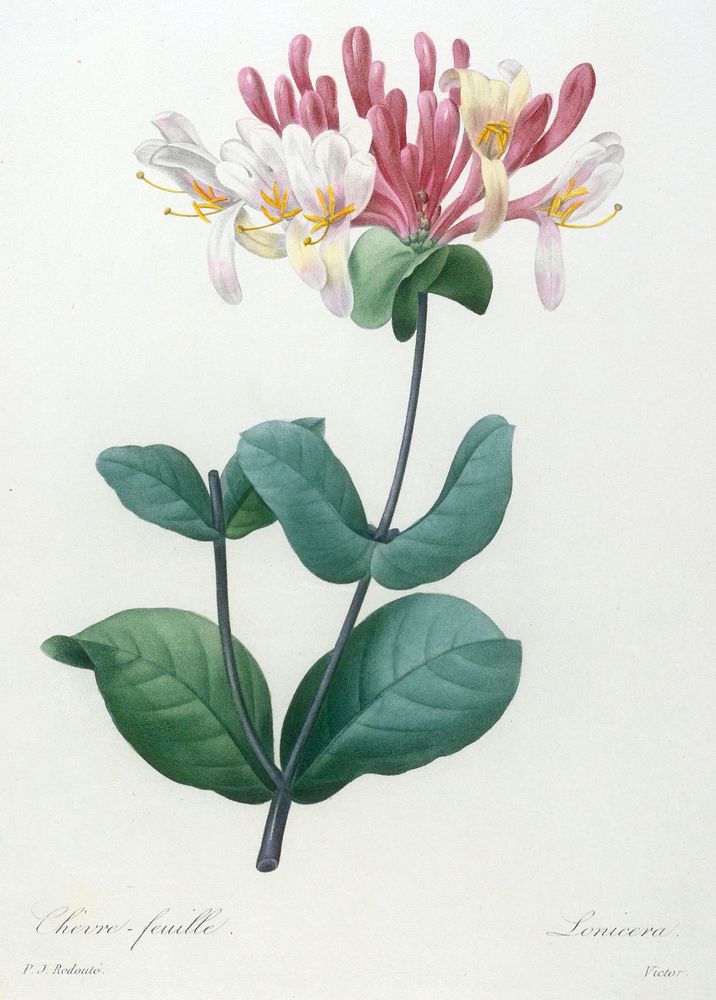 Chevre-feuille, from Choix Des Plus Belle Fleurs et des Plus Beaux Fruits. Original from the Minneapolis Institute of Art.