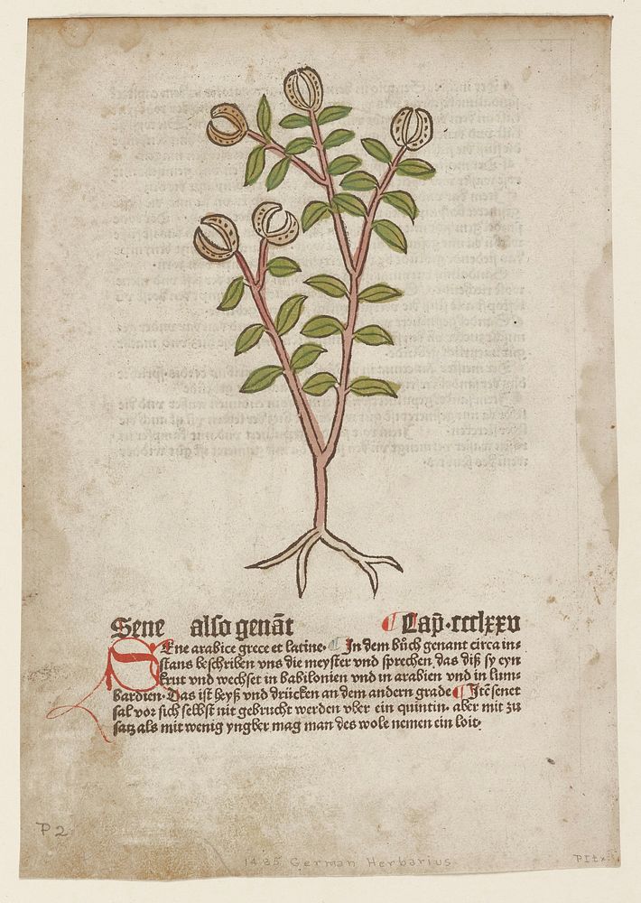 Sene also Genat, from Gart der Gesundheit (Mainz, 1485). Original from the Minneapolis Institute of Art.